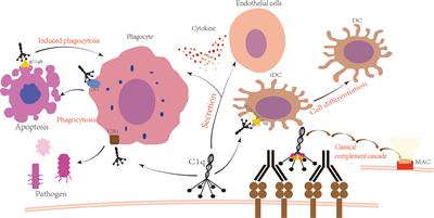 C1q and central nervous system disorders
